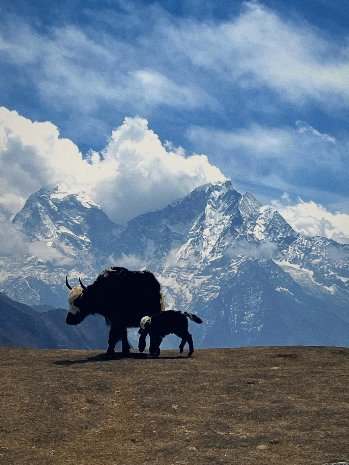 A yak and its calf on a high pasture in front of snow-covered Himalayan peaks and clouds.